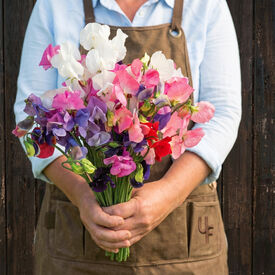 Mammoth Mix, Sweet Pea Seeds